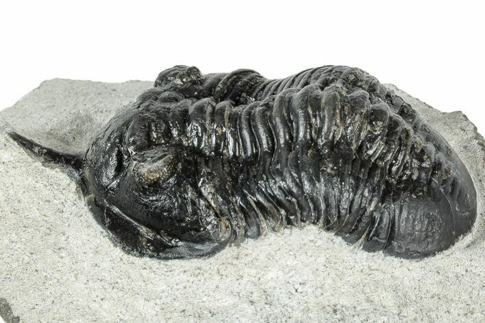 Bargain, Morocconites Trilobite Fossil - Ofaten, Morocco #311130